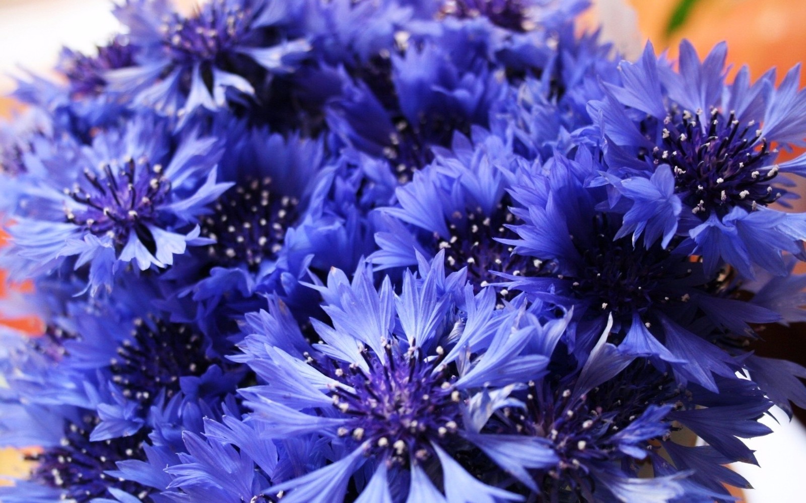 矢车菊是代表了幸福的花清新淡雅的花色在夏日很清凉