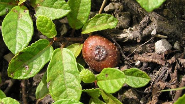 农村一种长在地上的野果人称"满地香",市场上70元一斤也难买到