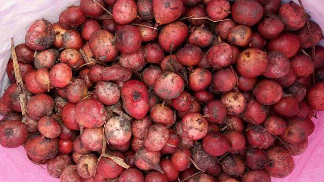 农村一种长在地上的野果人称"满地香",市场上70元一斤也难买到