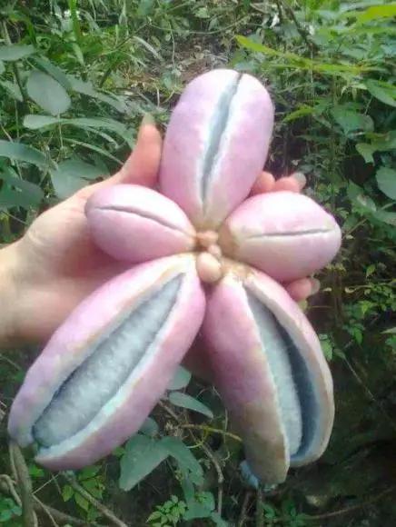 八月|香蕉|果肉_新浪新闻