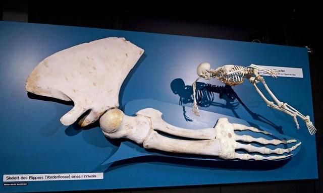 鲸鱼鳍 vs 一个完整的人类骨架模型蓝鲸的头骨 vs 人类鲸鱼的头骨 vs