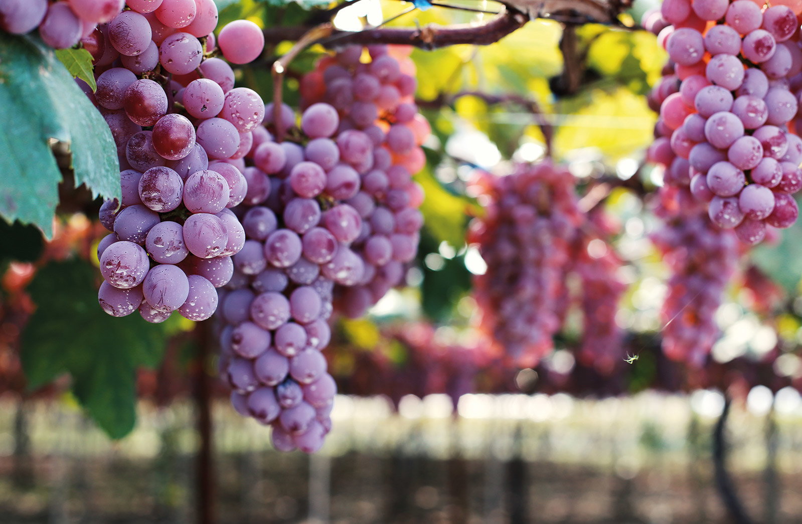 醉倒日本酒乡:山梨县|葡萄园|山梨县|葡萄酒_新浪新闻