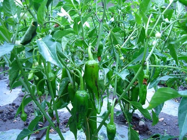 朗县辣椒香飘藏乡