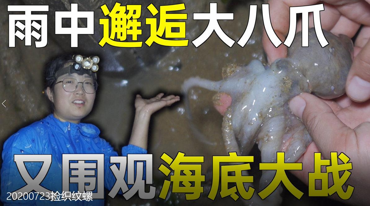 大梅赶海雨中邂逅大八爪鱼,冒雨薅出大海葵,回家就围观海底大战