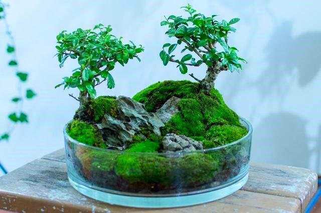 盆里一层绿油油的苔藓美观大方盆景价值高