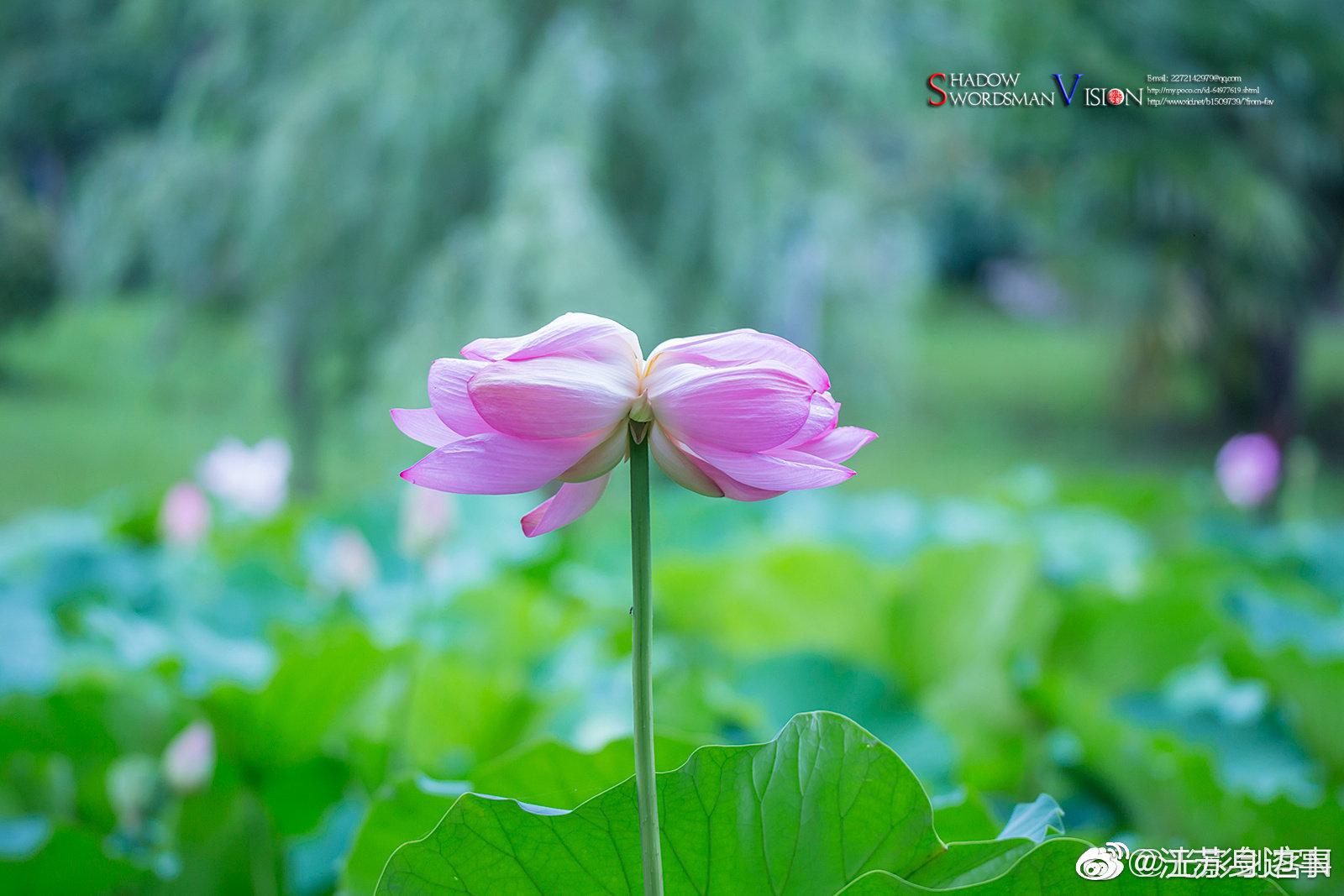 好事成双,好运连连,这个夏天遇见玄武湖并蒂莲 图自