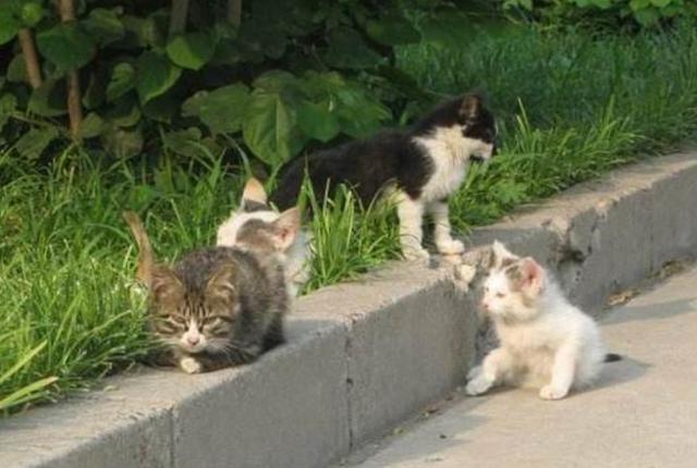 不知道是不是抓捕小队的名声传了出去,现在很多流浪猫狗一看到小张就