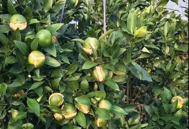 到底是什么原因导致柑橘裂果?你想知道的都在这里!