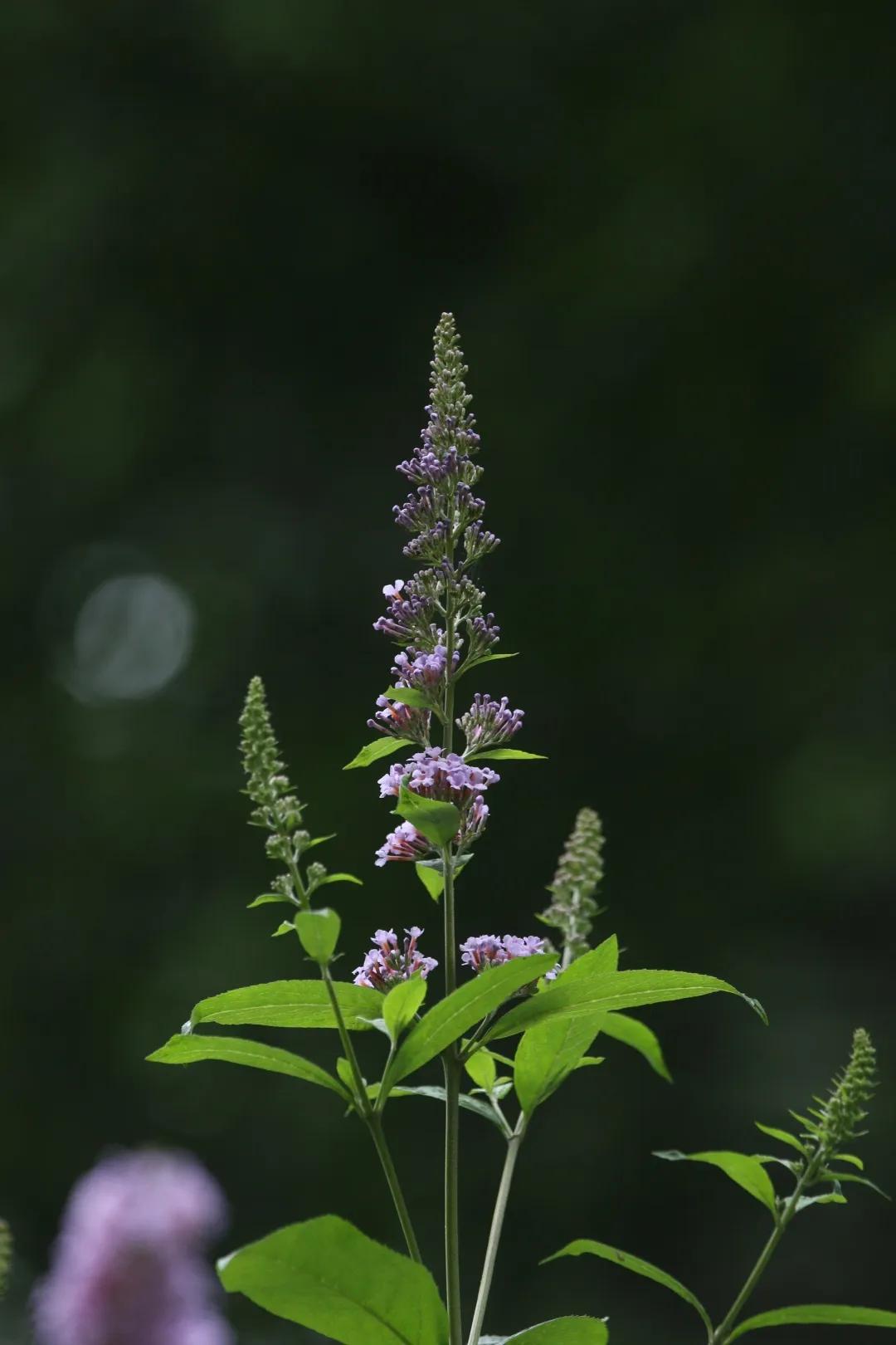 大叶醉鱼草能让鱼儿醉了的花花