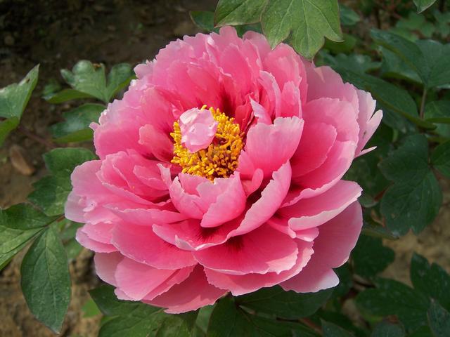 牡丹花的养殖方法,学会这几招,开花又大又美