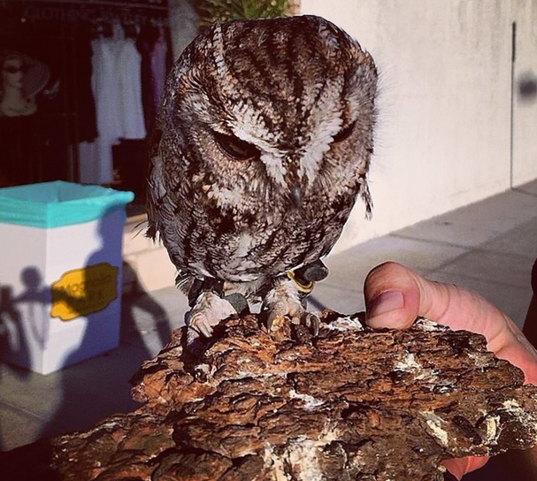 居民院子里捡到受伤猫头鹰送进医院得知失明它的眼睛让人欣喜