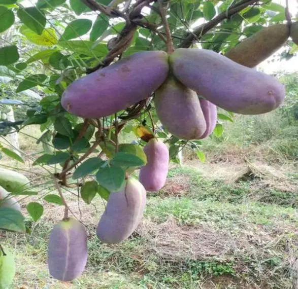 八月|香蕉|果肉_新浪新闻