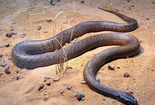 为什么说细鳞太攀蛇是陆地最毒的蛇