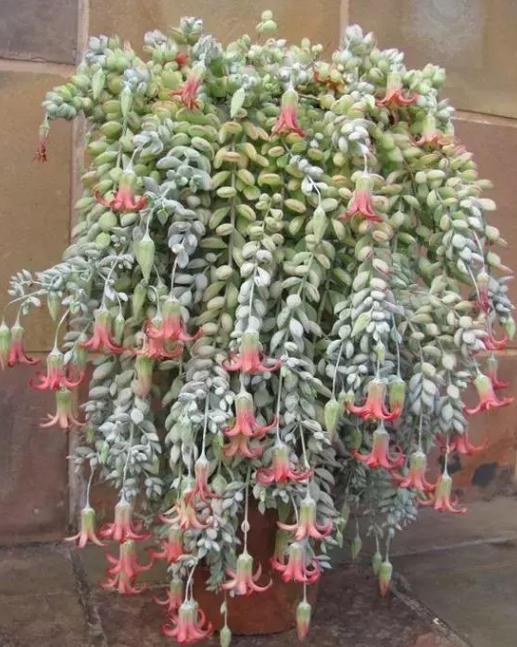 想要多肉瀑布?就盆栽佛珠,紫玄月,玉缀,搁在窗台还能遮阴