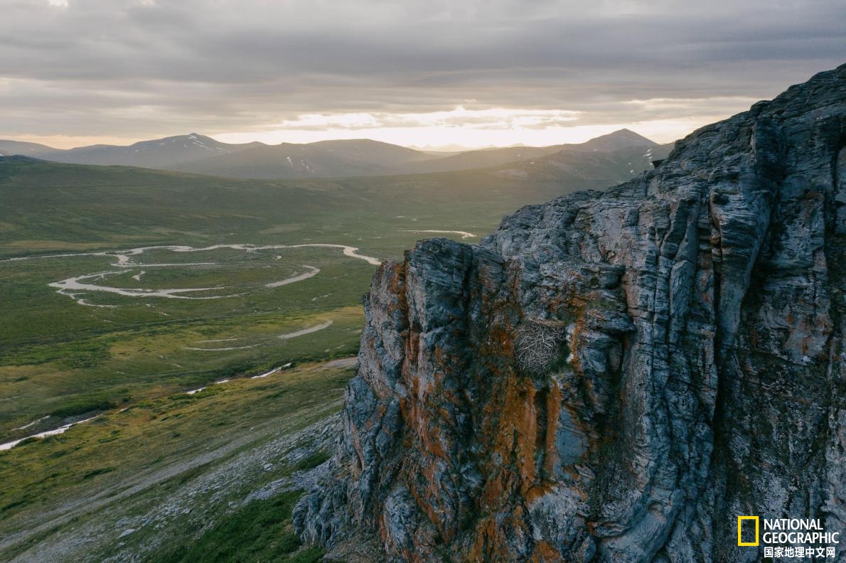 北极|半岛|雏鸟_新浪新闻