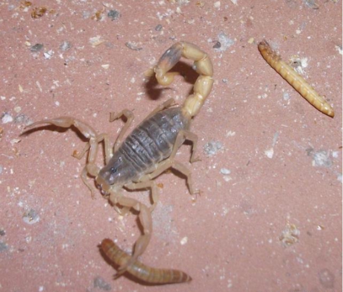 它们也拥有毒刺,能够在遇到危险时发动攻击,却还会选择断尾求生的方法