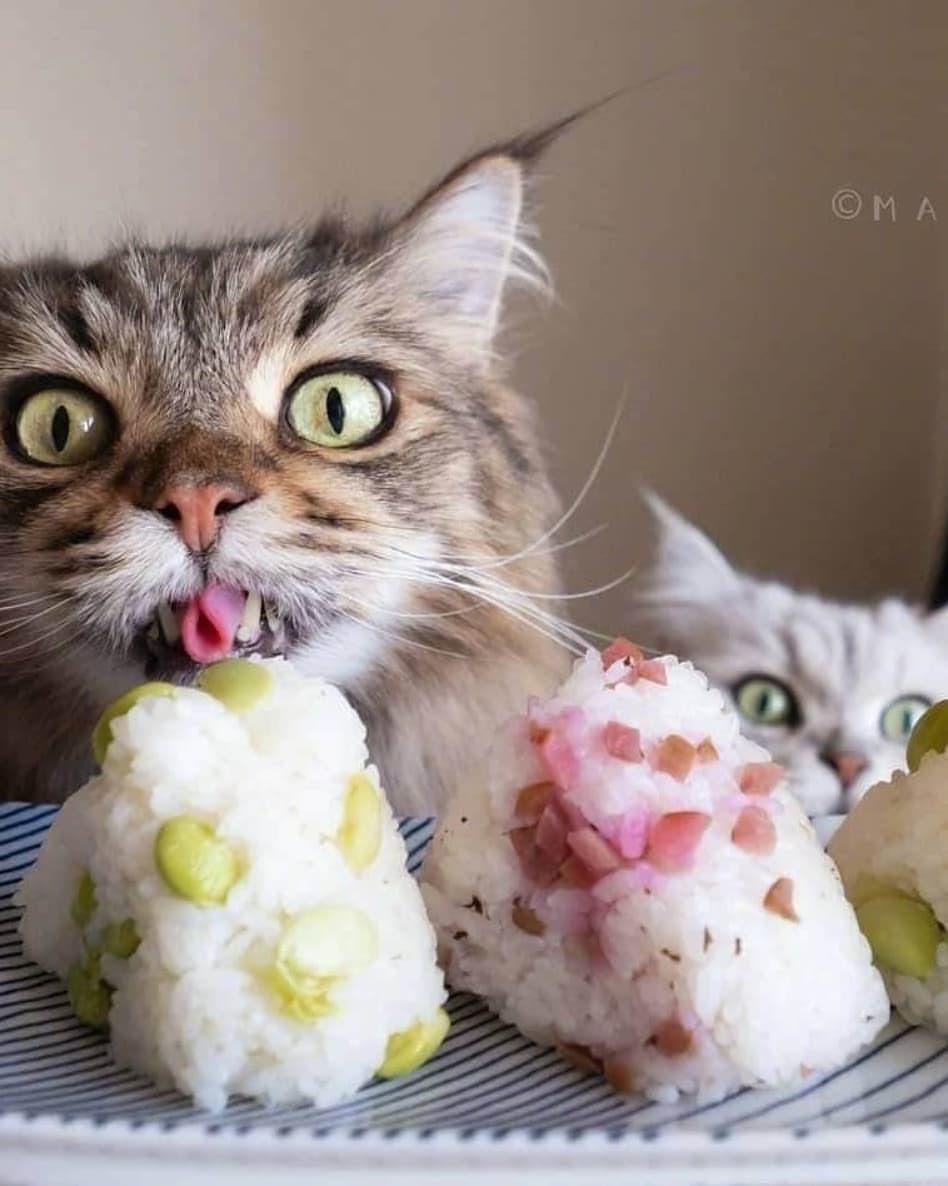 贪嘴的猫咪bymarco77774