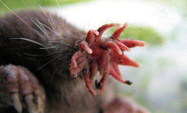 女子拍到一朵红花,蹲下准备摆拍,眼前的画面让她一屁股坐在地上|鼹鼠