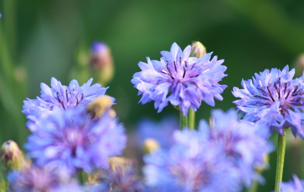 矢车菊是代表了幸福的花,清新淡雅的花色,在夏日很清凉|矢车菊|花色