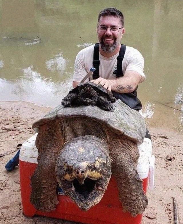 你想象中的鳄龟(上)vs 全尺寸的鳄龟(下)长相和尺寸都非常恐怖的非洲