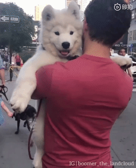 据说萨摩耶是最有偶像包袱的狗子看完这些照片我信了