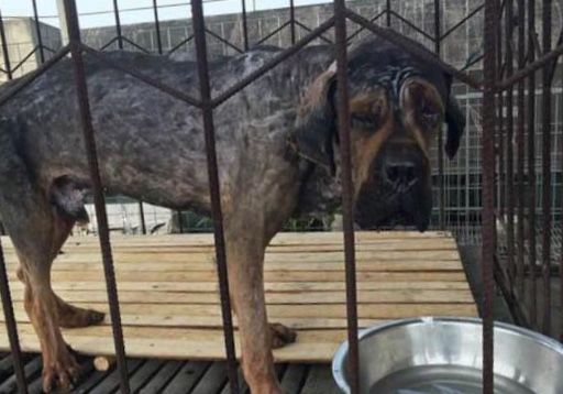 女子和男友吵架,气的把自家藏獒的毛剃光,看到结果很后悔