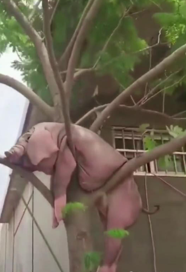 山竹过后母猪都上树了周围人都拍照网友男生也要靠谱