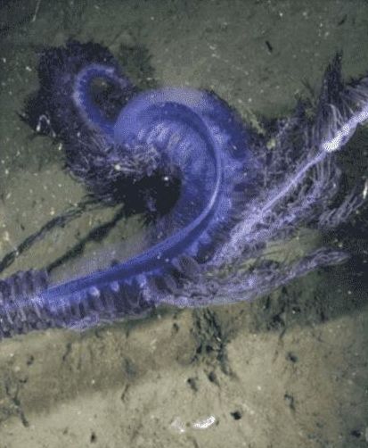 男子在海底潜水,却遭遇不明生物,知道原因后令人惊讶不已!