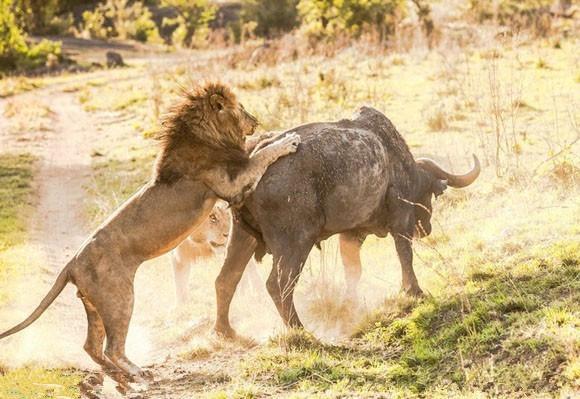 狮子将野牛活活闷死,结果野牛死后留下这个让狮子崩溃了