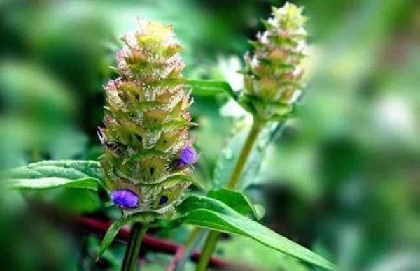 农村的几种山野菜一直被大伙儿作为野草实际上是治感冒的中药