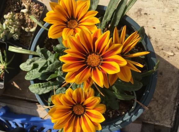 花期最长的植物勋章花适合室外阳台盆栽可全年开花不停