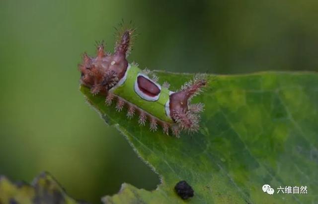 一,鞍背虫的种群鞍背虫的体长一般在2-3厘米,体型比较小,但辨识度很高