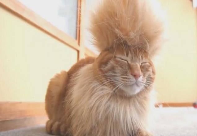 宠主带猫咪做发型对理发师说一定要酷结果被剪成这个鬼样