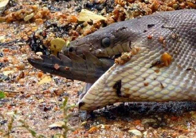 蟒蛇妈妈为子复仇直接生吞鳄鱼场面让人震惊