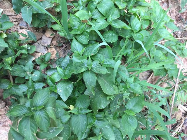 农村路边的野草结石病的救命草三天就见效不妨试试