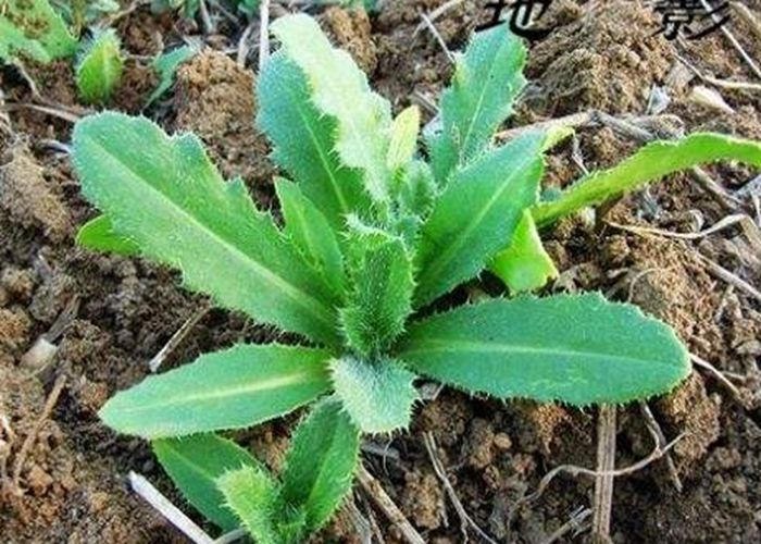 农村几种野菜堪称女性的养生草滋养血液养护子宫功效多