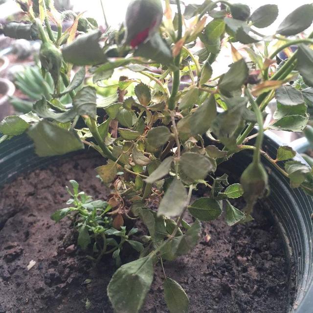 夏天的植物进入休眠期了,你还在不停的浇水吗?大错特错