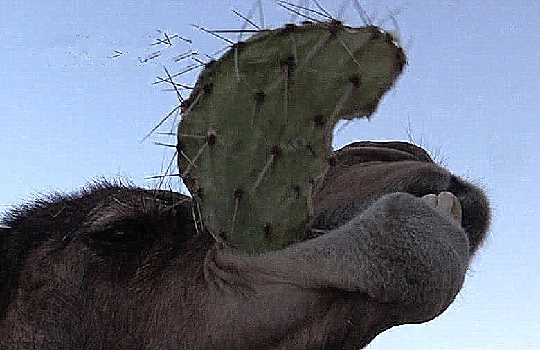 老外好奇切开仙人掌后,真相让人诧异|骆驼|仙人掌|沙漠_新浪新闻