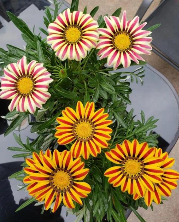 花期最长的植物勋章花适合室外阳台盆栽可全年开花不停