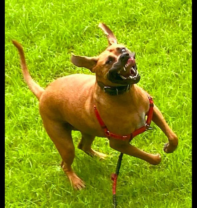 网友带狗出去玩,它放飞自我奔跑的表情太丑了,狗:我要怒放生命