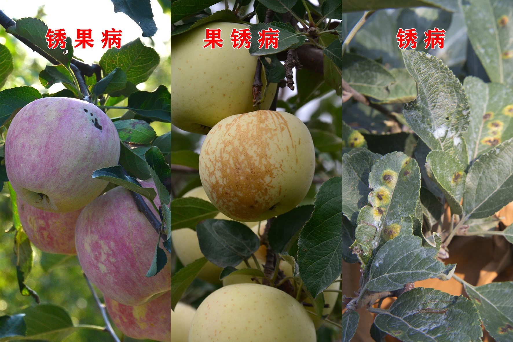 名字带"锈"的3种苹果病害,你是否能分清?老果农:区别太简单