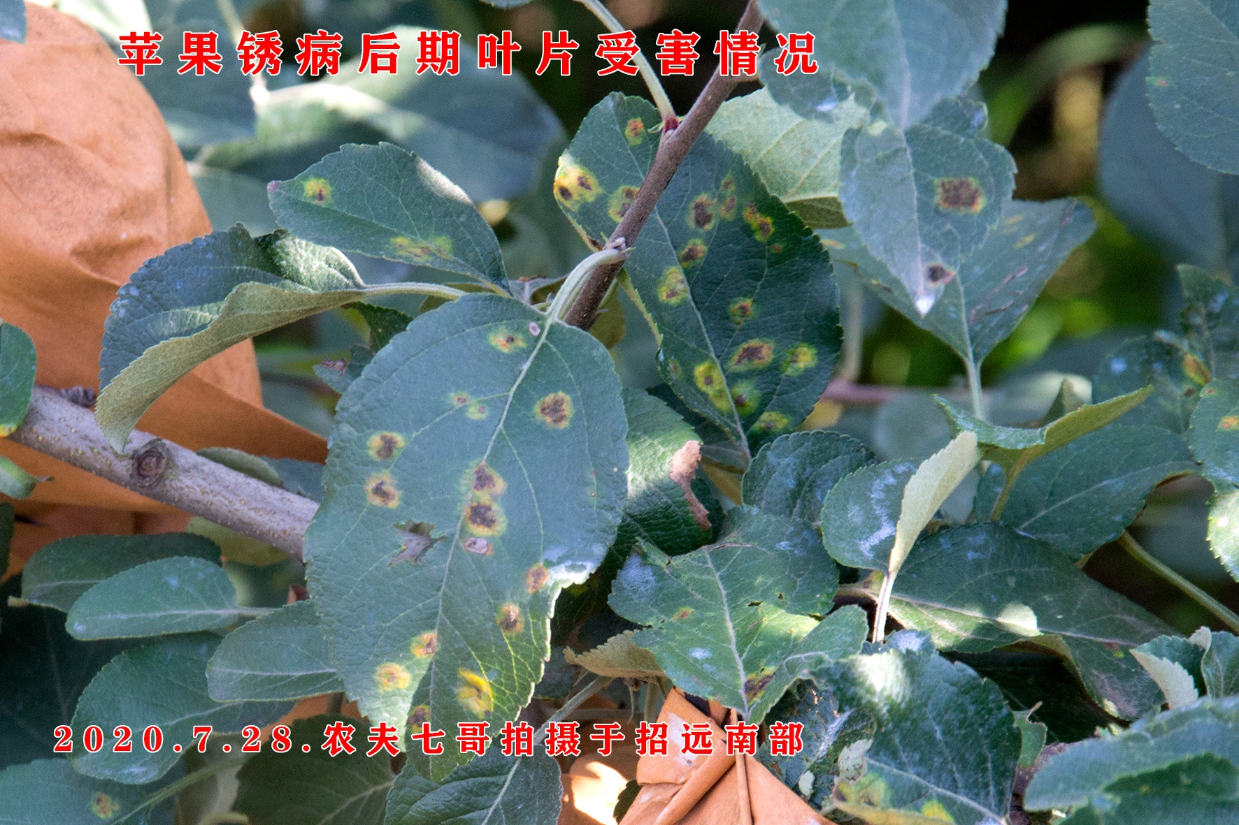 名字带"锈"的3种苹果病害,你是否能分清?老果农:区别太简单