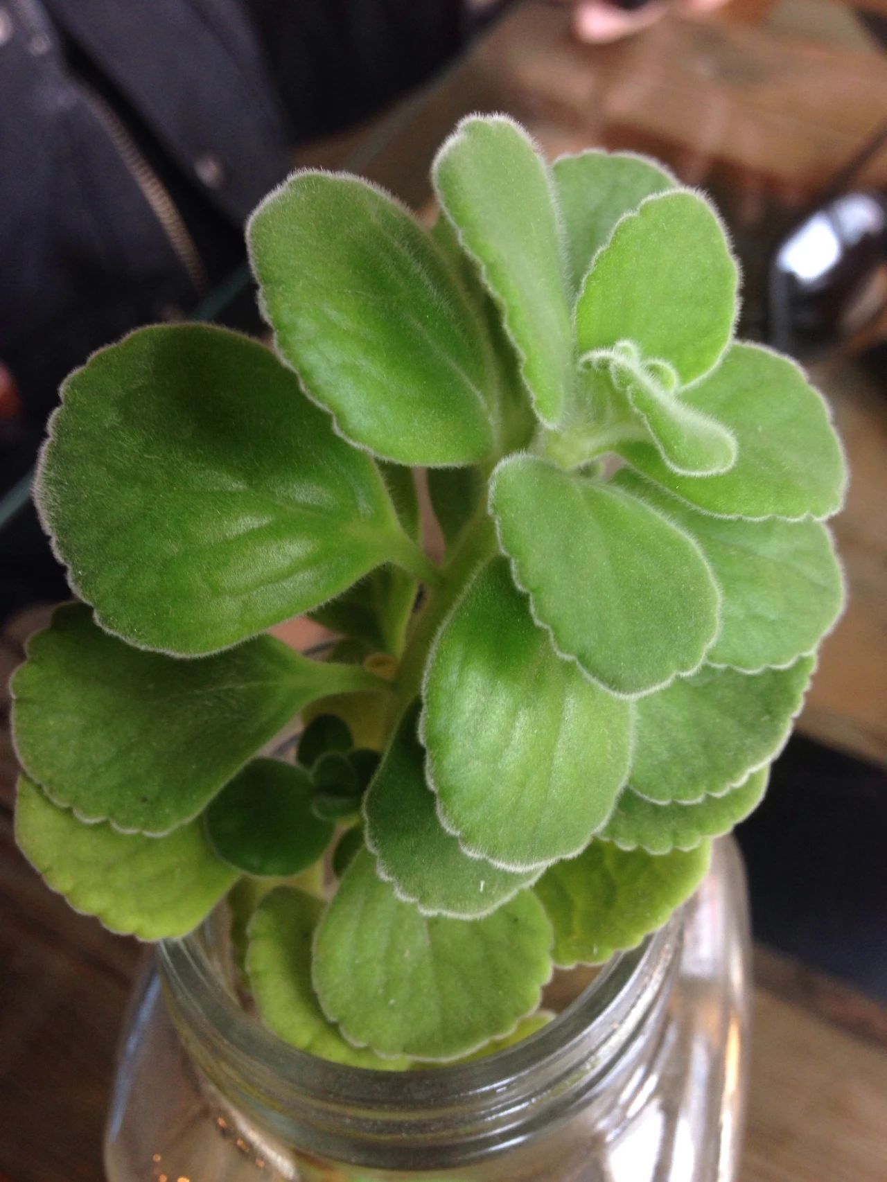 碰碰香盆栽一个月不浇水,就底部有叶子枯萎,耐旱,耐晒能力强