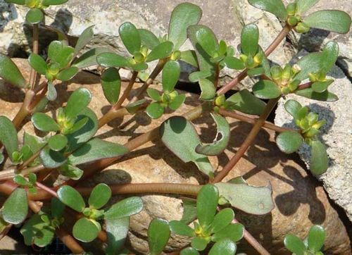 农村路边的野菜,能去湿气,好处多多,别忘了告诉家人|马齿苋|野菜|农村