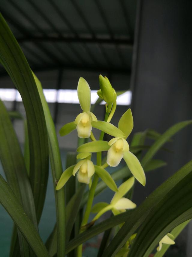 此款名品兰花一年开花几次兰香浓郁养护也容易适合新手养