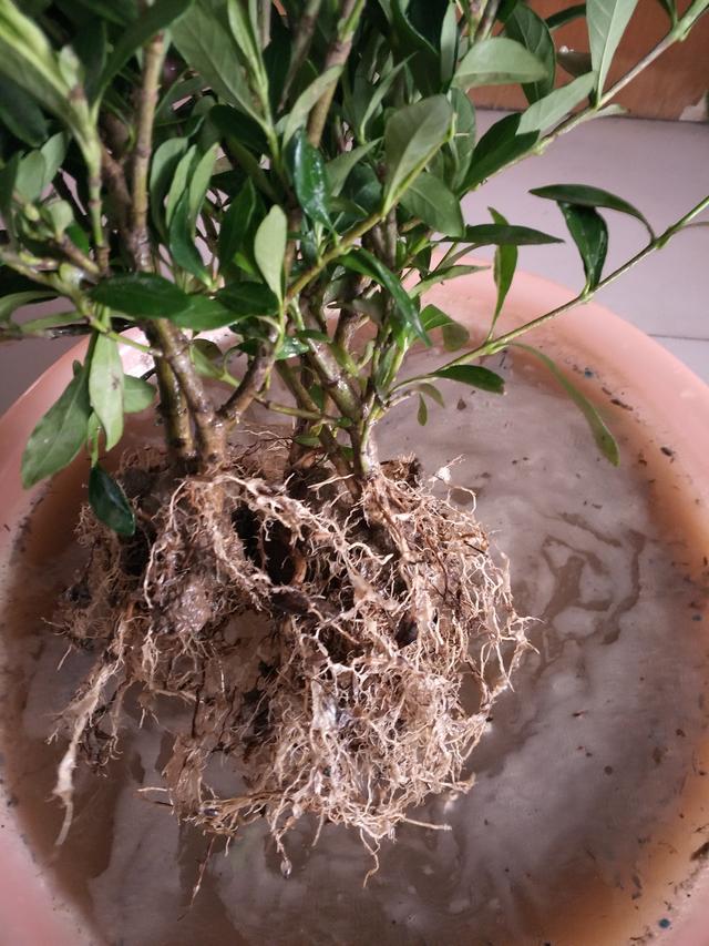 刚买的栀子花带着黄泥土,不洗根换土也能生长开花,技巧在这里