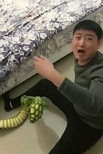 女子趁老公熟睡,在他手上绑了一个玩具蛇,老公反应吓坏了女子