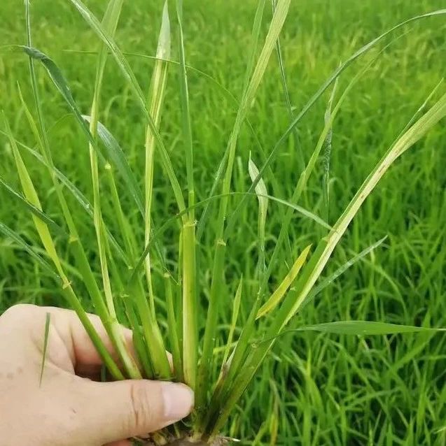 水稻田除草越来越难，稗草、千金子抗性越来愈大，如何是好？|水稻田|稗草|杂草|抗性|除草剂_新浪新闻