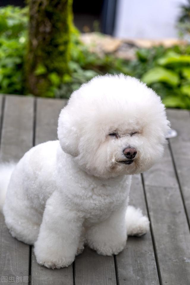 再次提醒挑选比熊犬的时候以下5种狗不建议买