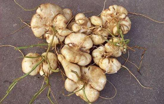 听说过土瓜这种瓜吗